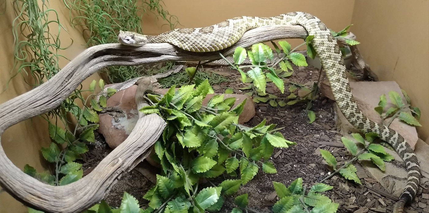 Rattlesnake Museum, Old Town Albuquerque - Home